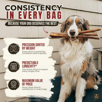 12 Inch Jumbo Braided Bully Stick